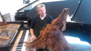 The Piano Man Dog Version