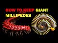 How to keep Giant Millipedes (Weird and Wonderful Pets Episode 6 of 15)