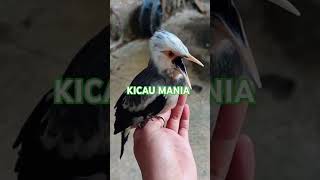 Jalak Hybrid Gacor jalak Suren X Jalak Hongkongjalakhongkong jalaksuren kicaumania