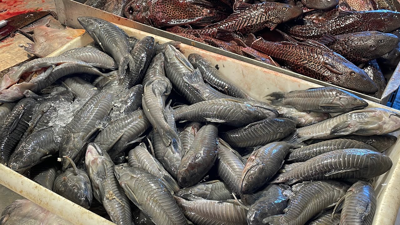 FARTURAS AMAZÔNICAS, FEIRA DE PEIXES MANAUS MODERNA-Manaus-Amazonas