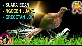 Masteran Burung Juara Dunia Edan Tembakan Super   Crecetan Pedas