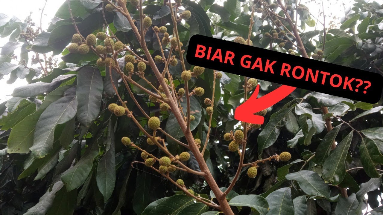 cara merawat pentil kelengkeng - tidak rontok dan kering