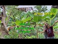 Food forest tour after 10 months  tropical climate colombia