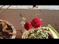 Jodhpur divya chouhan is livejai shree krishna rose plantlive stream good morning
