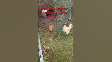 Thumbnail of How do chickens feel about laser pointers…