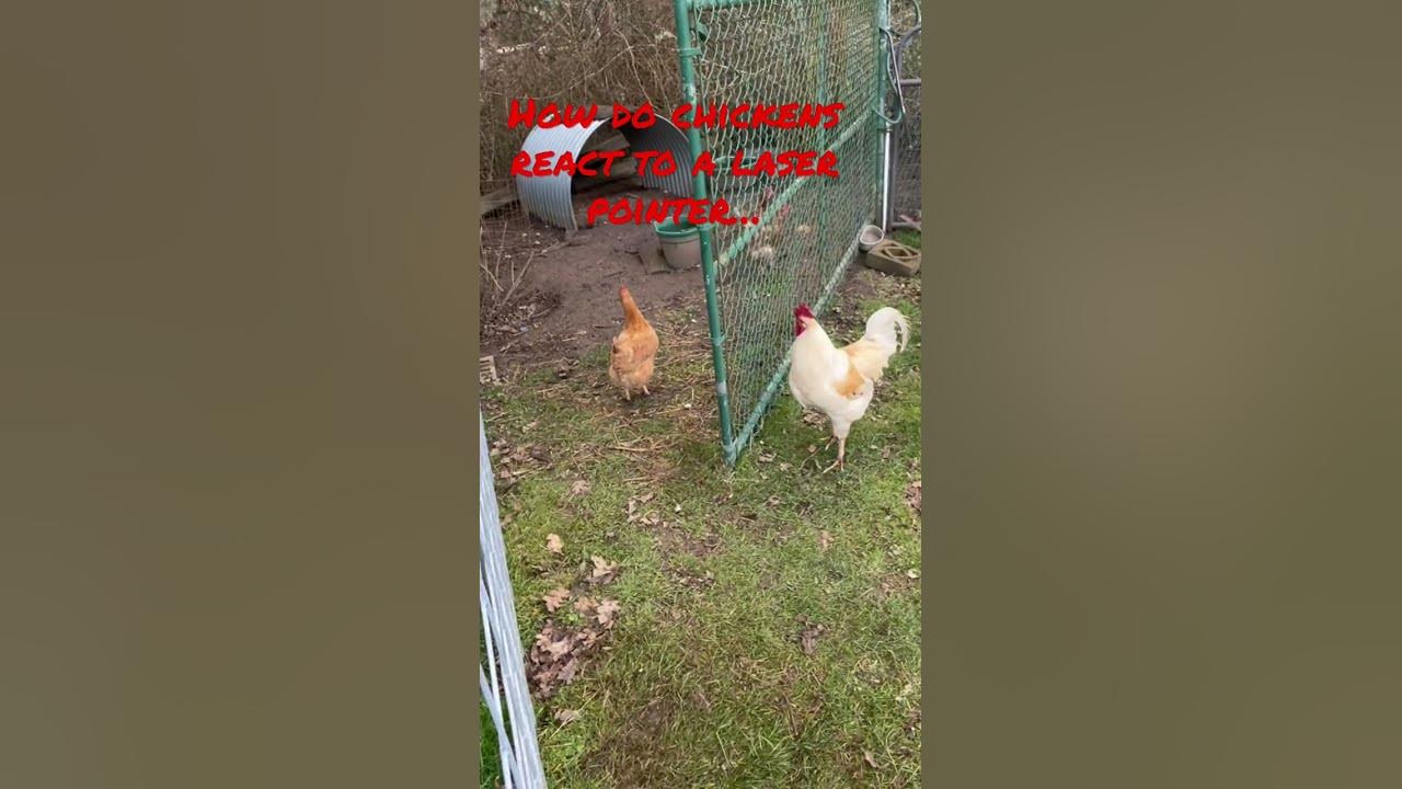 How do chickens feel about laser pointers… How do chickens feel about laser pointers…