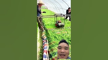 cắt lá cây thuốc lá trước khi vận chuyển #farming