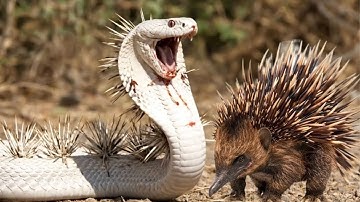 Deadly Showdown: Porcupine Defends Against King Cobra Attack