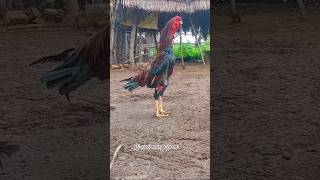 Aseel murga sound 2025 #viral #aseelmurga #roosterfarm #aseel #birds #shorts