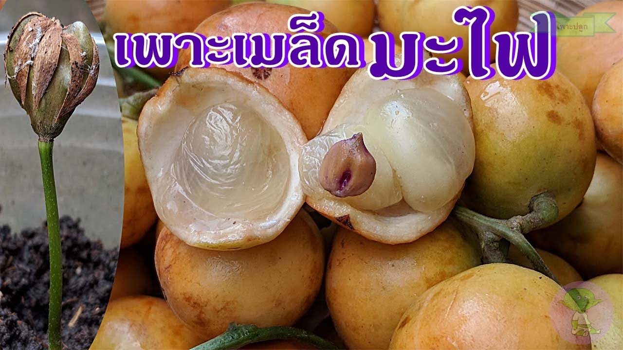 วิธีเพาะเมล็ดมะไฟหวาน | ลูกใหญ่ ผลสวย งอกไว