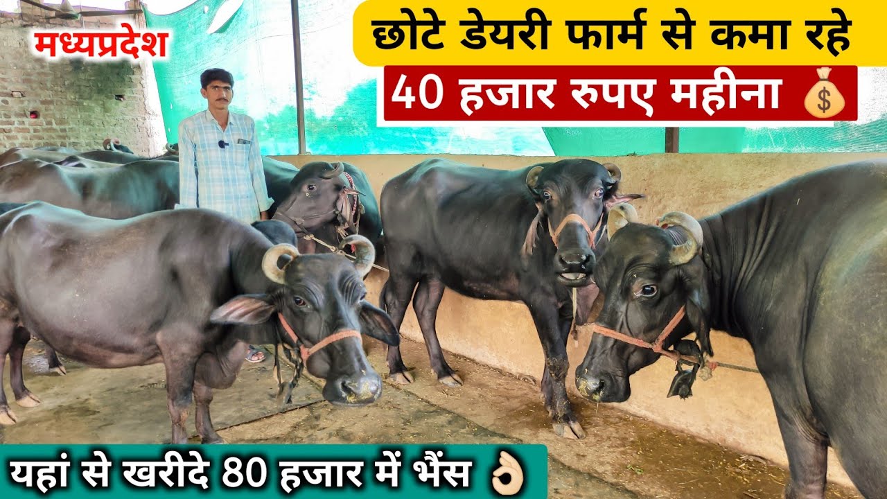 गाँव में छोटा डेयरी फार्म करके कमा रहे अच्छा मुनाफ़ा || Mini Dairy Farming Business Model