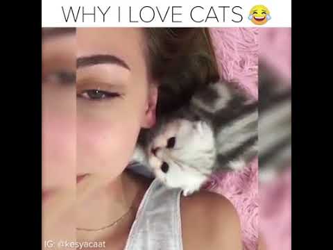 Video: Perché Amiamo I Gatti