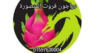 زراعة الدراجون فروت-فاكهة التنين- @Egypt Dragon Fruit Growers