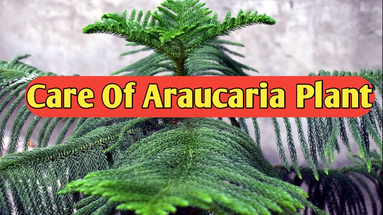 Care Of Araucaria Plant || Cristmas Tree Plant Care || Complete Guide