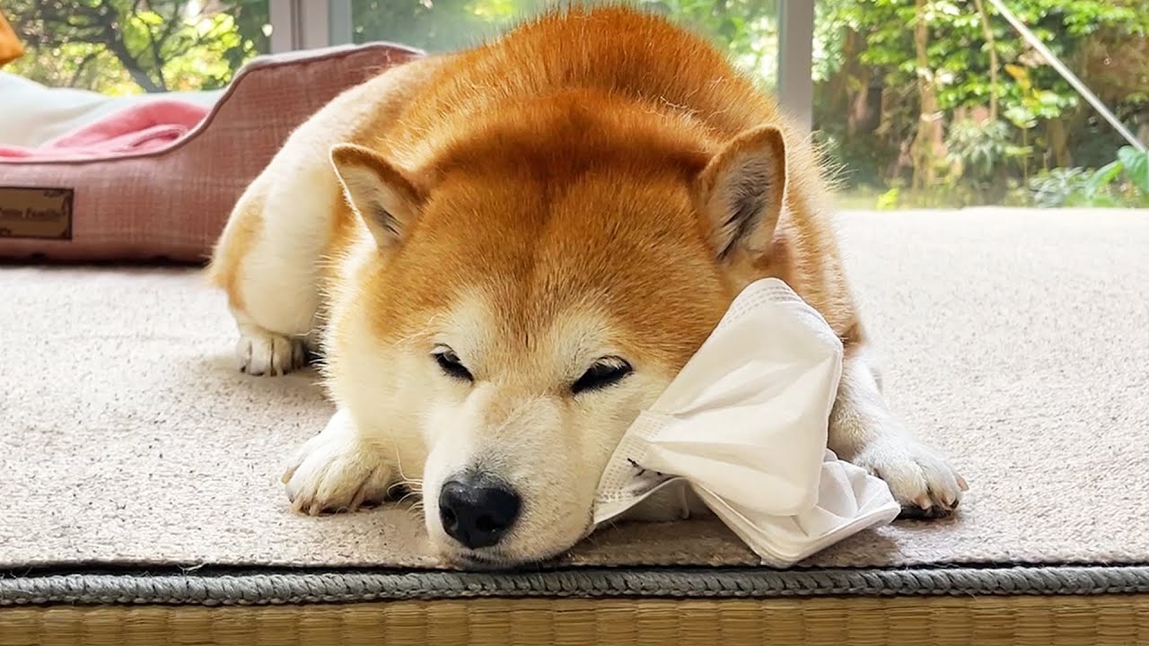 Shibe notices that the mask is for humans and gives up going out