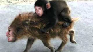 Video thumbnail of "Baby Monkey Riding on a Pig DUBSTEP REMIX"