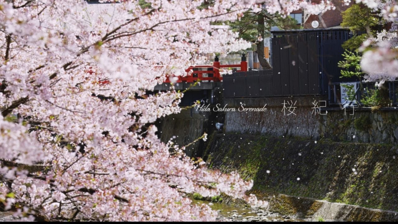 西光寺の枝垂れ桜 ｜スポット｜【公式】飛騨高山旅ガイド｜岐阜県高山