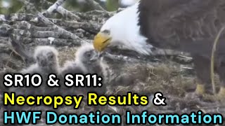 SR10 & SR11: Necropsy Results & HWF Donation Information. Brit & Rey of Surrey Reserve, BC