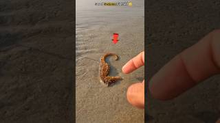 Guardian of the Sea: Rescuing a Stranded Seahorse 🥺