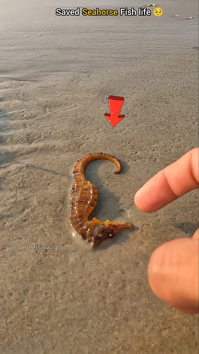 Guardian of the Sea: Rescuing a Stranded Seahorse 🥺