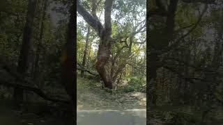 Tiger reserve forest 🥹 Pilibhit #Uttarpradesh #travel
