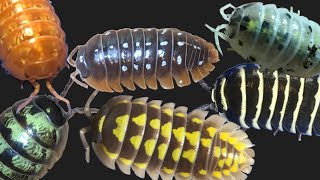 Isopod Macro Lens Tour: Part 1: Armadillidium