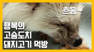 지옥의 고슴도치 돼지고기 먹방 [냥이아빠]