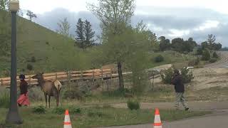 Yellowstone tourist getting too close to Elk