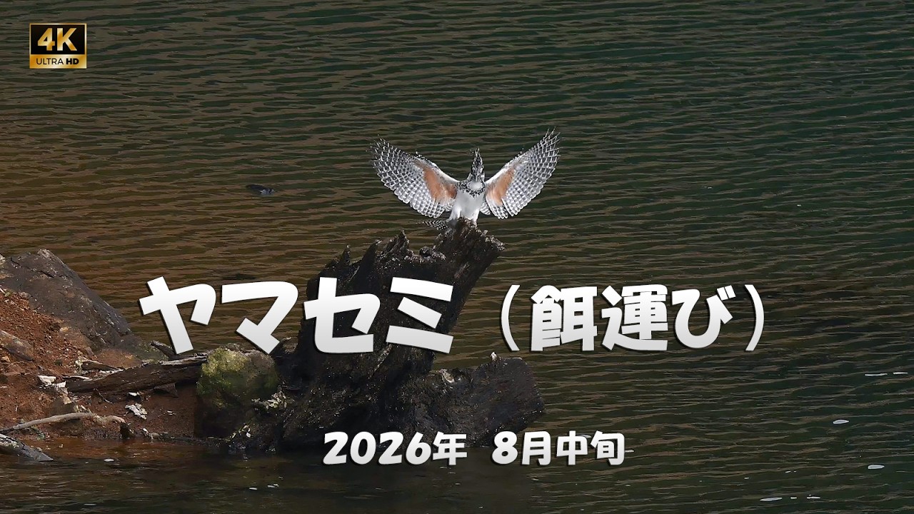 2026 ヤマセミ（No.1）餌運び【4k】／山岳詩＿NikonZ9 - YouTube