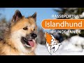 Islandhund [2019] Rasse, Aussehen & Charakter