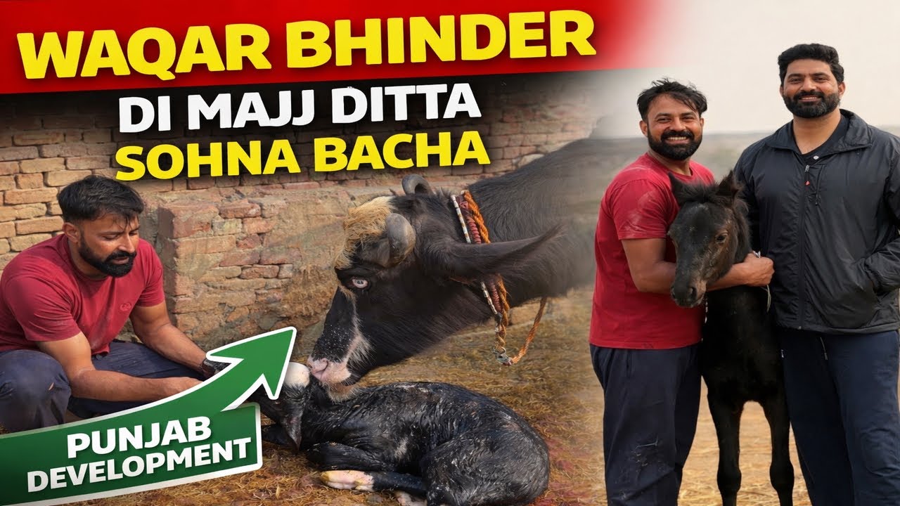 Waqar Bhinder di Majj | ditta Sohna Bacha | Punjab Development Program | How Buy Buffaloes 