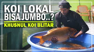 DITANGAN ORANG INI KOI LOKAL BISA JADI SUPER JUMBO | KHUSNUL KOI BLITAR | SEPUTAR IKAN HIAS