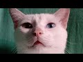 Khao manee cat cleaning his fur の動画、YouTube動画。