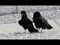 Common Raven (Corvus corax) courtship dance?