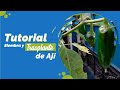 🌱 Tutorial de Siembra y trasplante del AJI 💚 Señora Gloria - Cultivos Urbanos