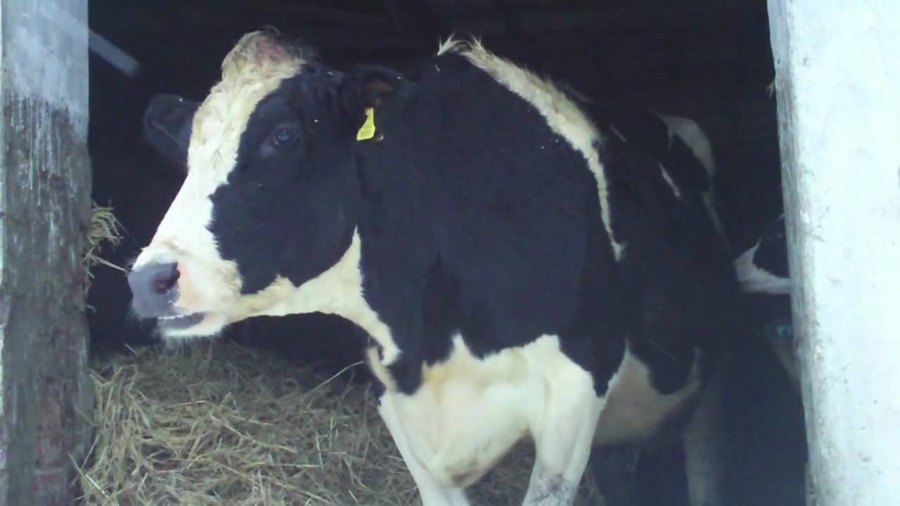 Wandering Holstein Cow Chewing the Cud in the snow YouTube