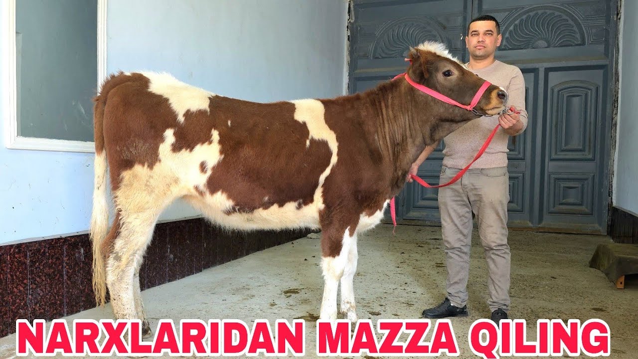 Azamat ukamizdan yangi partiya gʻunojinlarni turli xillaridan tanlang 28-fevral, 2026