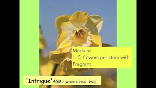 Episode 10 with Dr. Noel Kingsbury: Daffodils