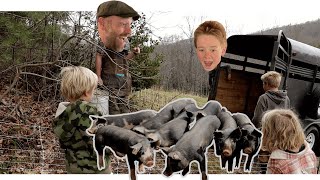 I’m Starting a One Acre Pig Farm | the Ideal Set Up