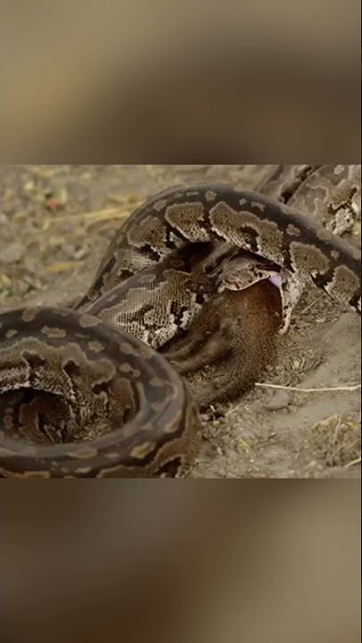 Snake vs Mongoose | Python swallows Mongoose #shorts #snake - YouTube