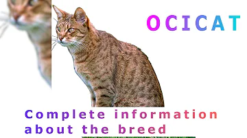 Quanto costa il gatto abissino?