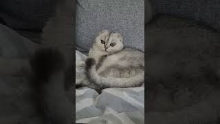 Chilled out scottish fold  summer Beza cat