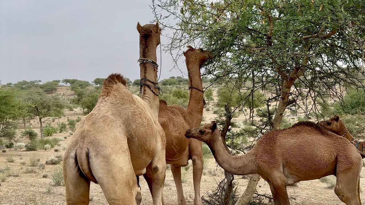 Beautiful Camel Family in the Desert | Mother Camel with Baby Eating Leaves Under Trees