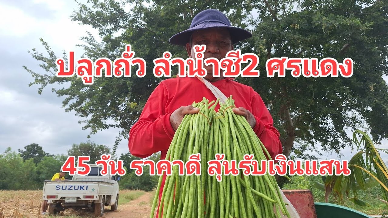 ถั่วฝักยาวเงินแสน ปลูกพันธุ์ลำน้ำชี2 ของศรแดง โดยลุงโอ่งแดง
