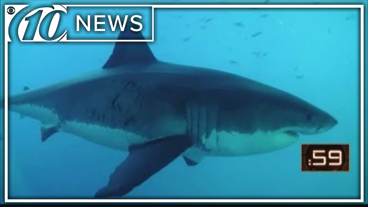 What Do Sharks Do When A Hurricane Approaches YouTube
