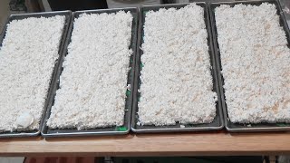 10 lbs Plain White Rice Freeze Dried and Reconstituted Ep118