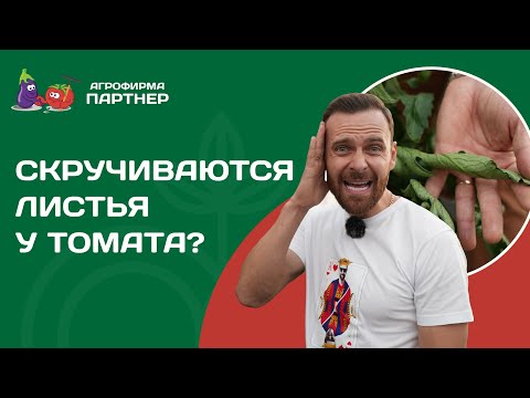 Почему скручиваются листья томата? Опасно это или нет и как помочь растениям.