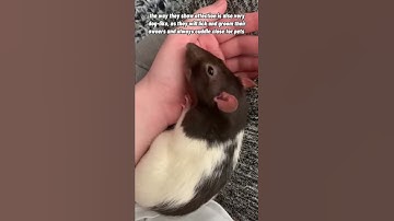 Why Pet Rats Are Called “Pocket Puppies”