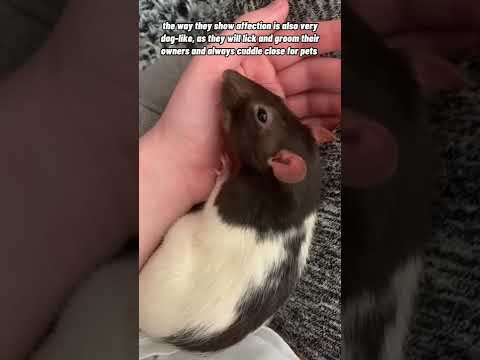 Video: Șobolani ca Terapie Animale de companie
