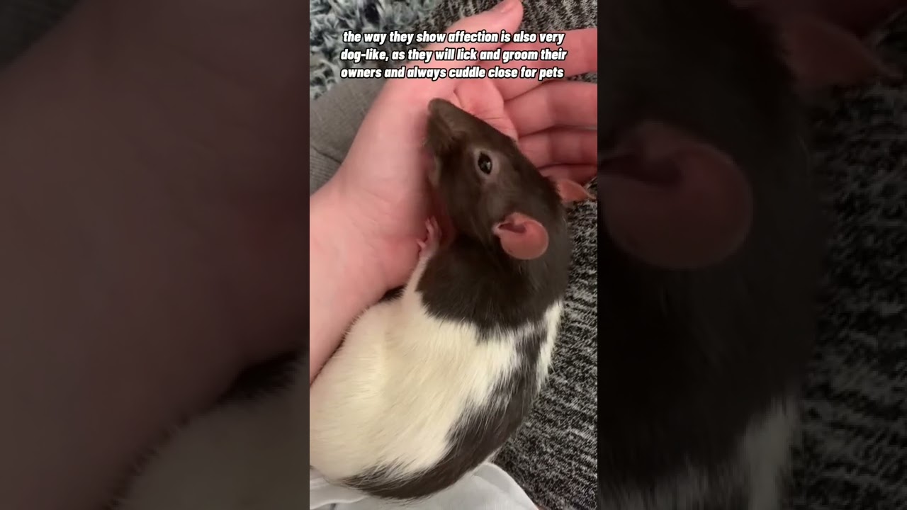 ⁣Why Pet Rats Are Called “Pocket Puppies”